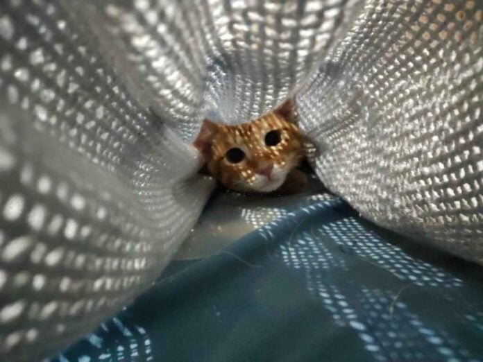 Cat in the Chrysalis Spoiler