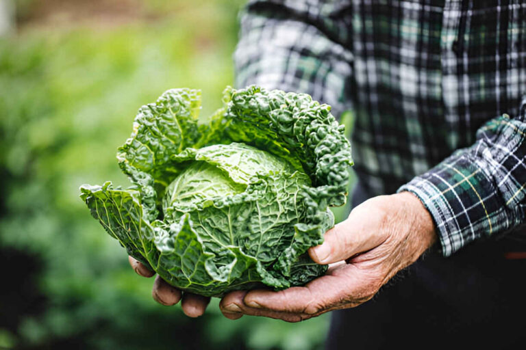 Kale nutrition: The King of Leafy Greens and Its Unparalleled Nutritional Riches